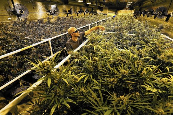 Canada Marijuana Boom