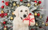 Things To Consider When Giving Pets as Gifts