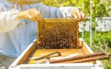 Ways To Make Your Beekeeping Hobby Profitable
