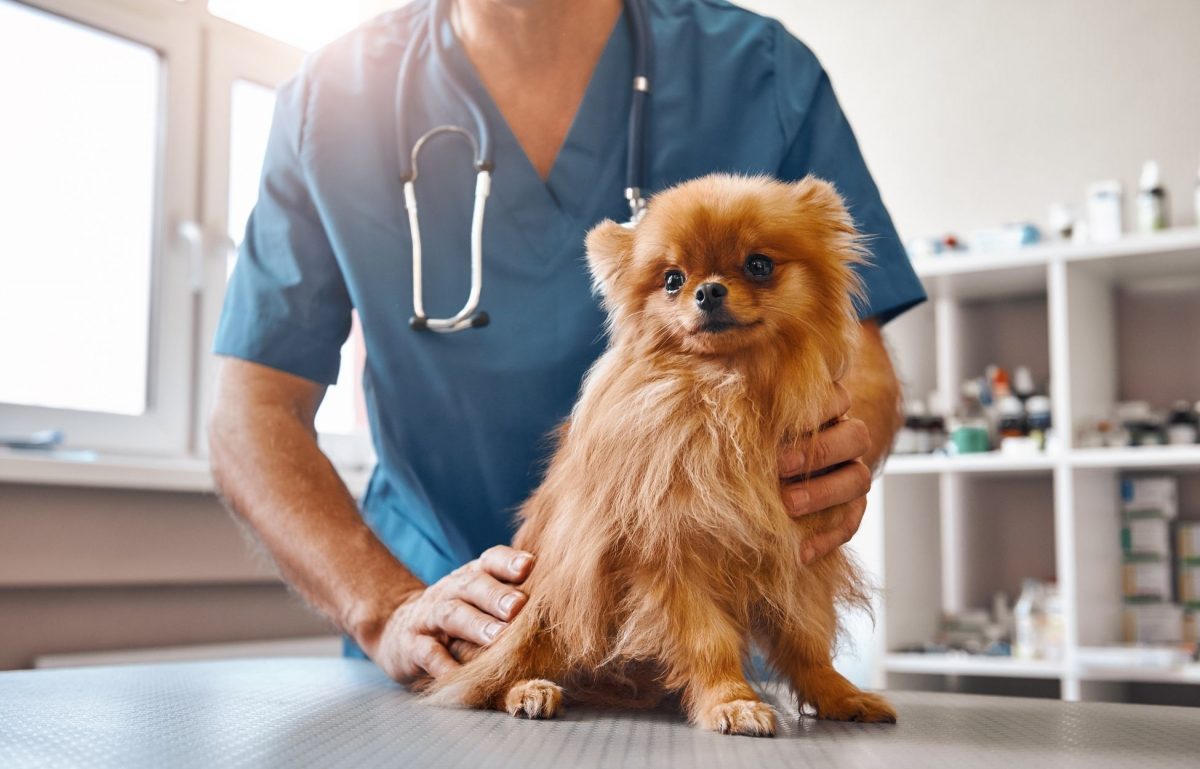 How Veterinarians Can Improve Their Practice