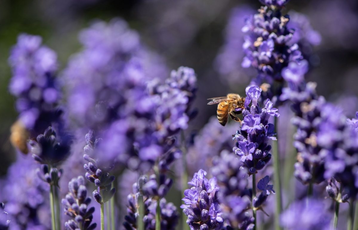 How Honeybee Pollination Works
