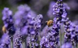 How Honeybee Pollination Works