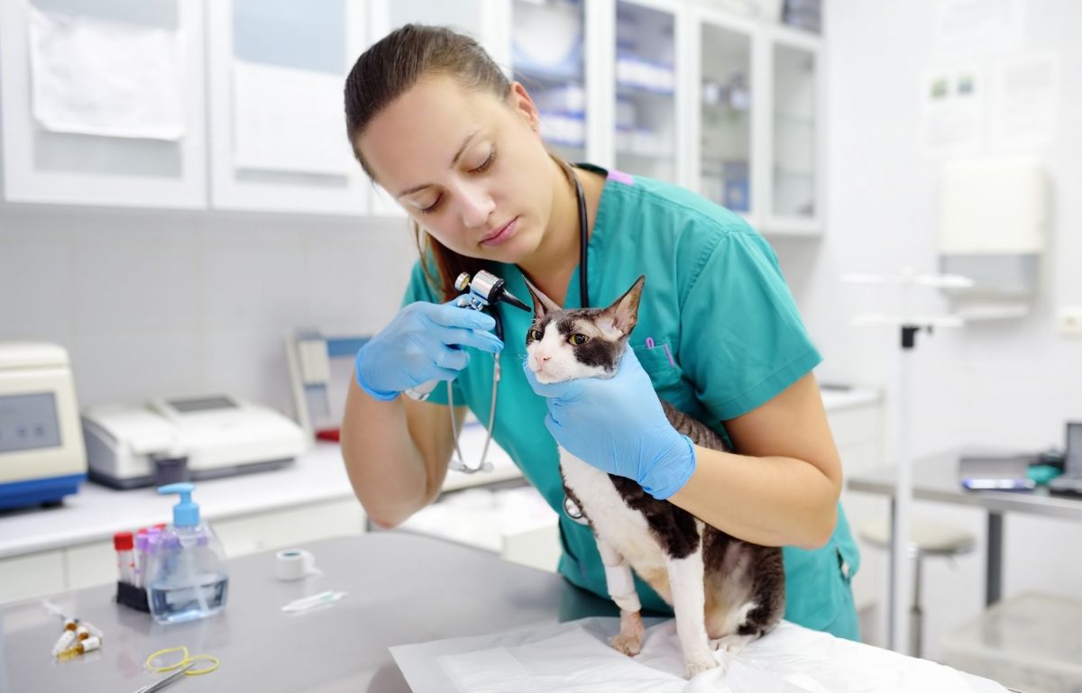 A Typical Day for a Veterinary Technician