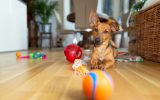Effective Indoor Exercises for Your Dog This Winter