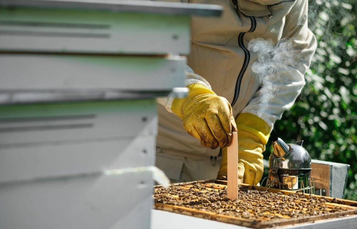 Worth the Sweat: The Most Difficult Tasks for Beekeepers