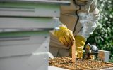 Worth the Sweat: The Most Difficult Tasks for Beekeepers